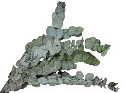 eucalyptus stuartiana dark green tmavozeleny