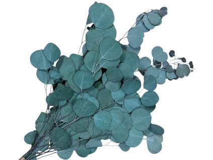 eucalyptus populus dark green tmavozeleny