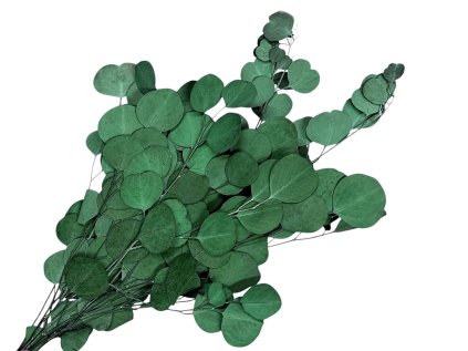 eucalyptus populus dark green zeleny