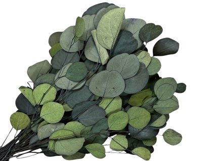 eucalyptus populus leaves preserved dark green zeleny