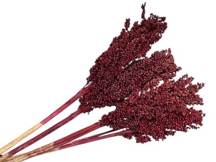 suseny cirok borghum bordový burgundy