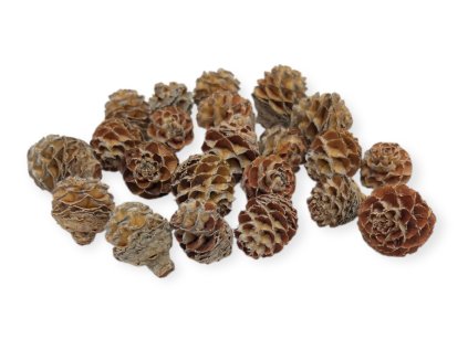 Sušené šišky Galpini 110 g – prírodné dekorácie Proteaceae