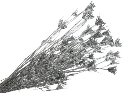 nigella orientale cernuska silver strieborna