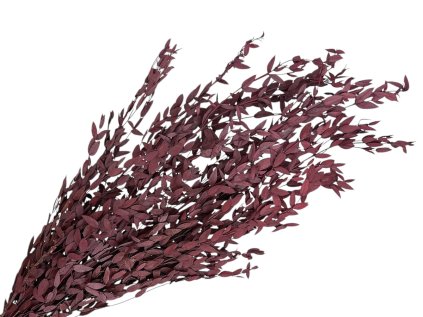 eukalyptus parvifolia preserved stabilizovany eucalyptusburgundy bordo