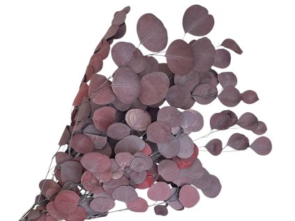 populus eucalyptus burgundy preserved stabilizovany eukalyptus populus bordovy