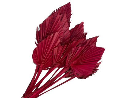 palm leaf leaves small male palmove listy červené red