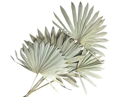 palm leaf leaves large fan velke palmove listy natural prirodne vejar