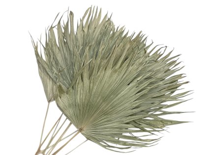 palm leaf thin fan palmové listy tenké vejár