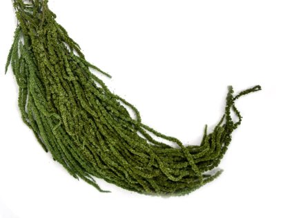amaranthus hanged šarlát zelený