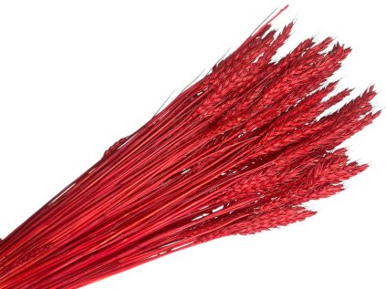 psenica wheat susene obilie jasne cervene red bright