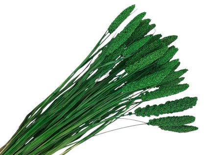 dried setaria green susena trava zelena1