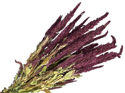 amaranthus dried laskavec krvavy bordovy burgundy