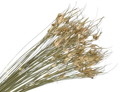 susena tulipanova trava prirodna Capin stela dried grass natural