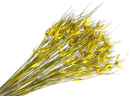 susena tulipanova trava ruzova Capin stela dried grass yellow