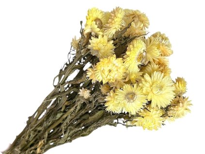 slamienky helichrysum kremove dried straw flower cream yellow
