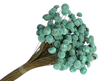 botao amarelino dried flowers mint turqoise tyrkysove