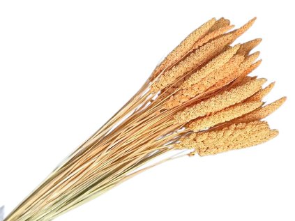 setaria dried susene proso marhulove peach