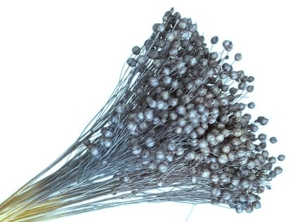 Sušený len - kytice cca 90g - vintage modrý - denim