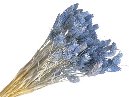 suseny lan dried flax linum pastel blue