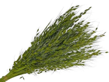 princess gras susena trava zelena green