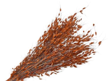 princess grass orange borza susena trava oranzova