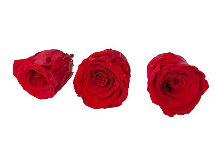 preparovana ruza stabilizovana cervena preserved roses red3