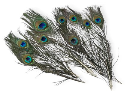 pavie pierka peacock feathers