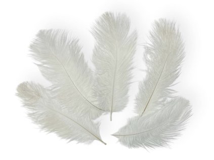 pstrosie pierka biele ostrich feathers