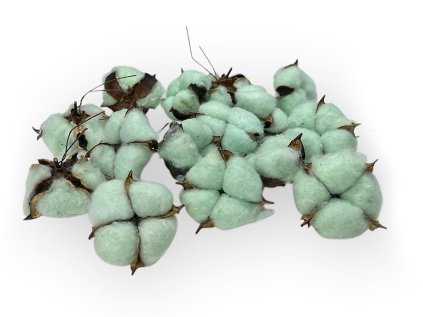 gossypium cotton pod bavlnikove kvety pastel green zelené