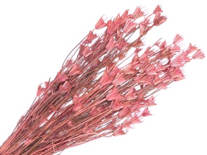 nigella orientale dried flowers cernuska light pink ruzova susene kvety1