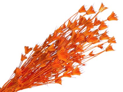 nigella orientale dried flowers cernuska light orange oranzová susene kvety