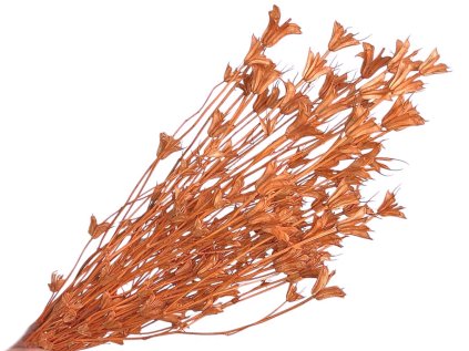 nigella orientale dried flowers cernuska peach marhulove susene kvety1