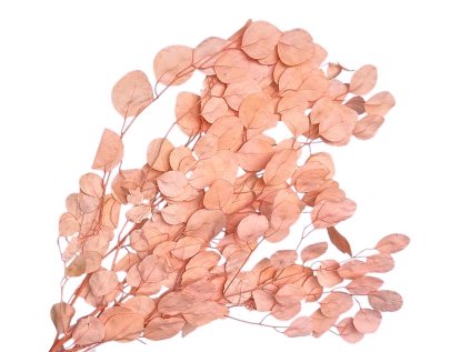 populus eucalyptus preserved stabilizovany eukalyptus populus bleached pink ruzovy1