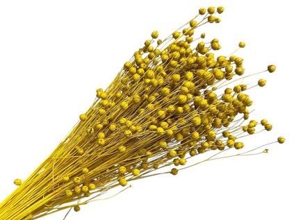 lan linum flax bleached mustard yellow suseny zlty