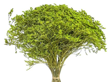 statice tatarica light green dried flowers susene kvety statice