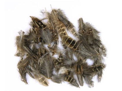 bazantie pierka pheasant feathers1