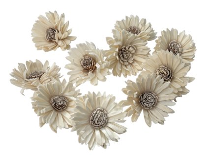 Aranžérske Shola kvety Gerbera 6cm 10ks - krémové