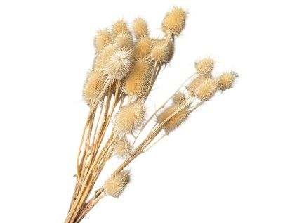 Sušené bodliaky Dipsacus 50g - bielené