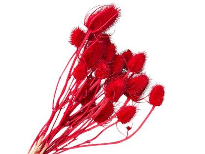 Sušené bodliaky Dipsacus 50g - červené