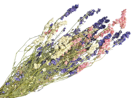delphinium mix1