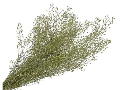 lepidium natural