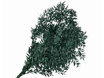 ruscus green