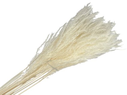 miscanthus eulalia pampova trava white
