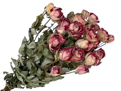 susene ruze dried roses mini