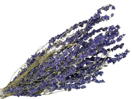 delphinium ostrozka fialova