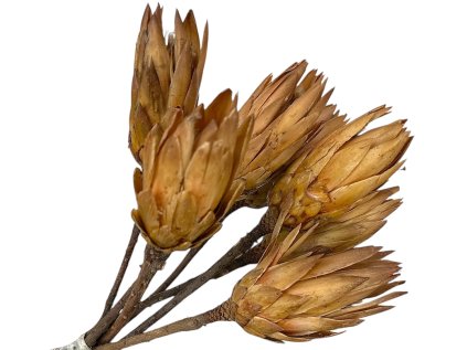 protea yellow žltá
