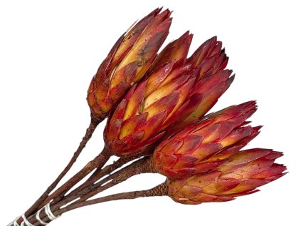 protea červená red