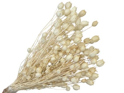 nigella damascena bleached bielena