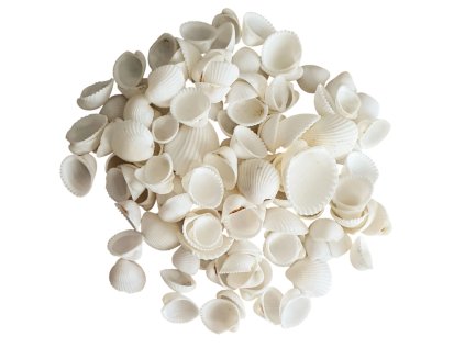 musle seashells