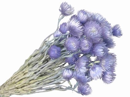 capblumen helichrysum purple